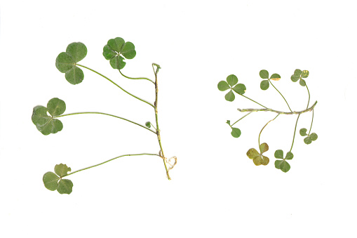 Real four-leaf clovers attached to its vine from the Pacific Northwest (Flattened and Isolated). Images are well suited for visual design projects.
