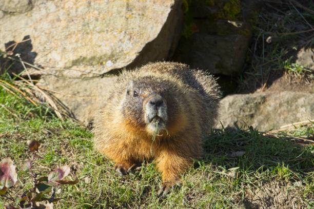istock Furry marmot eating grass looks at camera. 2148464074