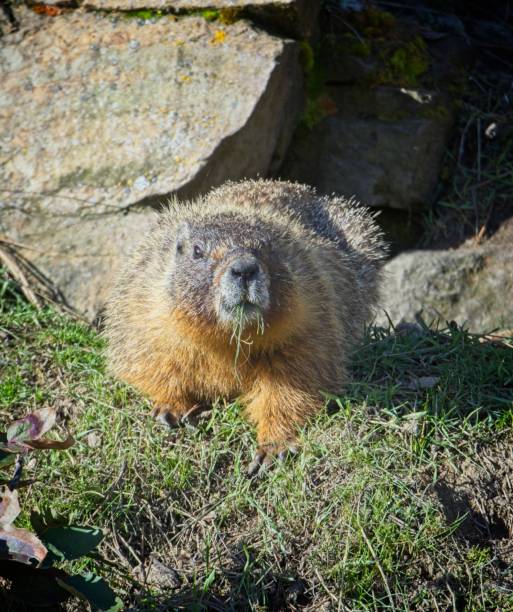 istock Cute little marmot eating grass. 2148464076