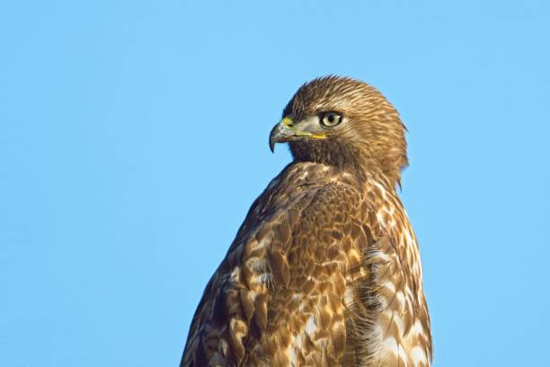 istock Portraiture of a red tailed hawk. 2148464078