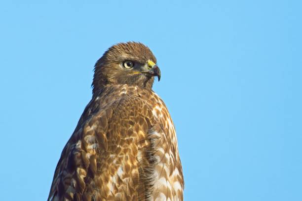 istock Close up of a red tailed hawk. 2148464079