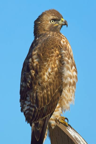 istock Close up portrait of perched hawk. 2148464080