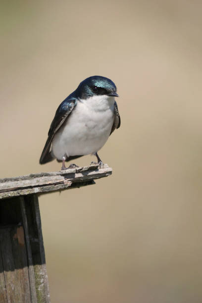istock Tree swallow perched on a birdhouse at the Pitt River Dike Scenic Point 2148464771