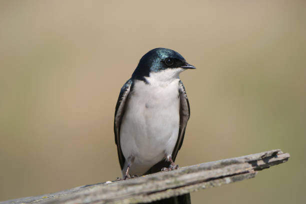 istock Tree swallow perched on a birdhouse at the Pitt River Dike Scenic Point 2148464772