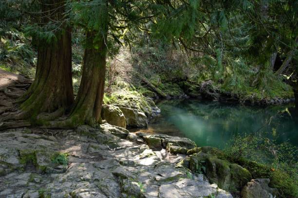 istock Beam of light filtering through pine tree to tranquil water edge 2148465385