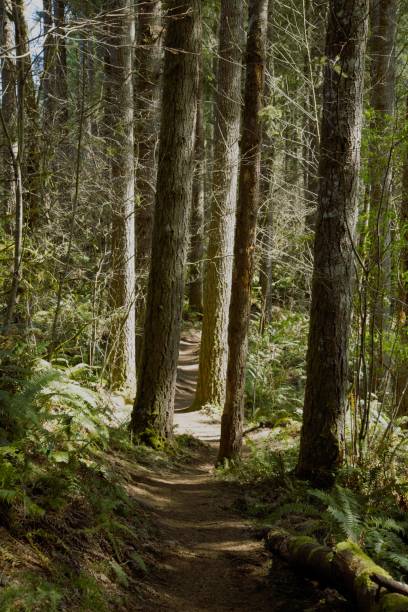 istock Footpath in in a pine woodland with dappled light 2148465401