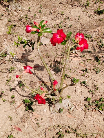 Desert Rose