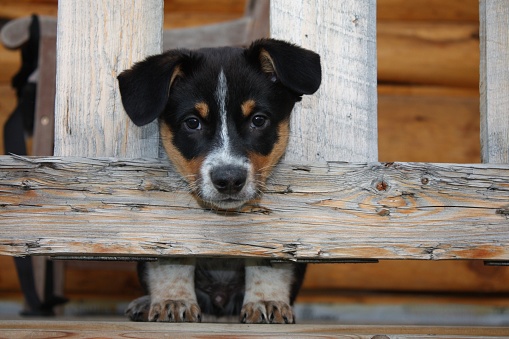 Corgi peeking through the railing