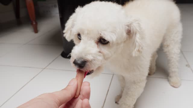 Toy poodle enjoying a sausage made for dogs