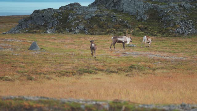 A herd of reindeer graze in the Norwegian tundra, then some are spooked and run away.