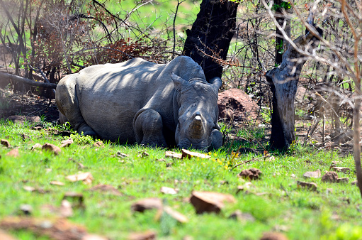 Rhino resting under a tree.