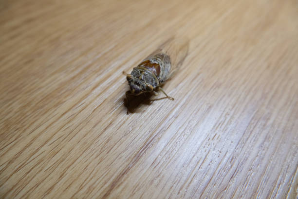 istock Close-up photo of cicadas. 2148467043