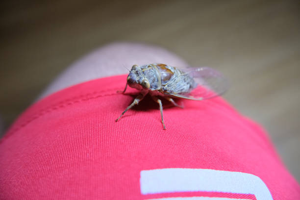 Cicadas are attracted to the light and climb on their legs.