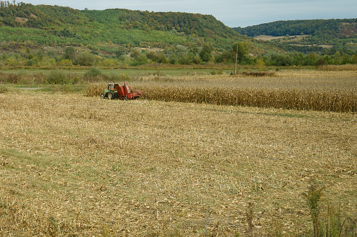 Romania - October 09, 2023: A farmer harvests corn with a corn harvester pulled by a tractor on a field.