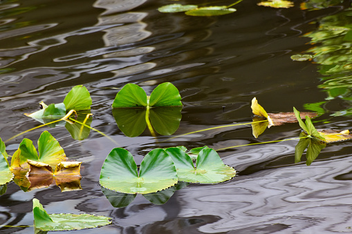 A tranquil scene plays out across a pond. Hu