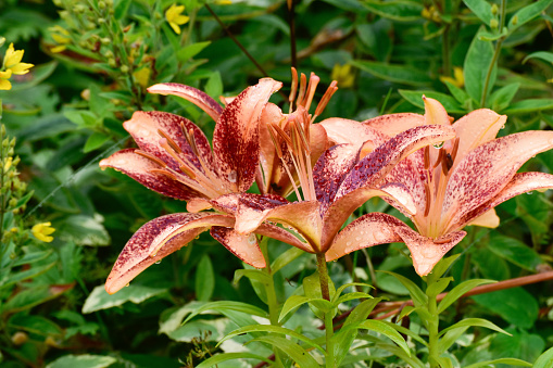 A beautiful lilies add color to the garden.