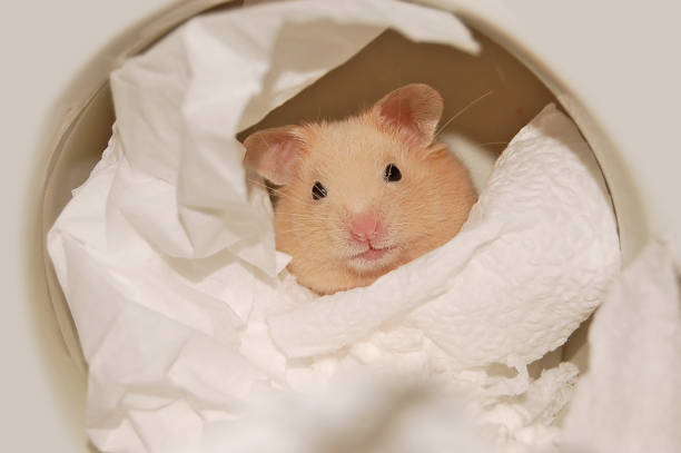 istock Golden hamster is in the house 2148467796