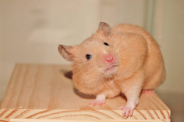 Golden hamster with puffy cheek pouches