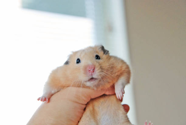 istock A golden hamster is being held by his owner 2148467809