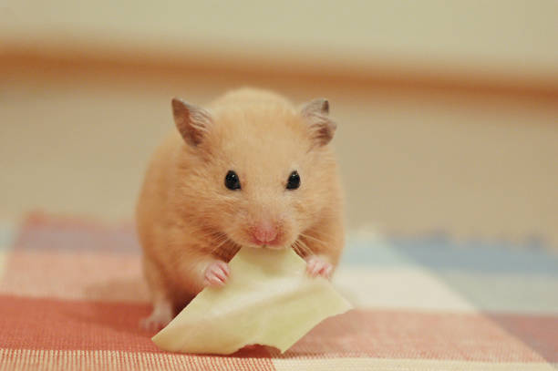 istock Golden hamster is eating cababge 2148467813