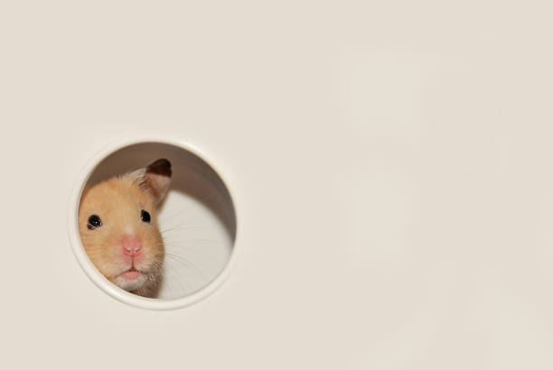istock Golden hamster peeking through a hole 2148467824