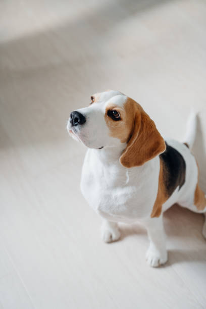 istock Cute beagle dog in the apartment. 2148467979