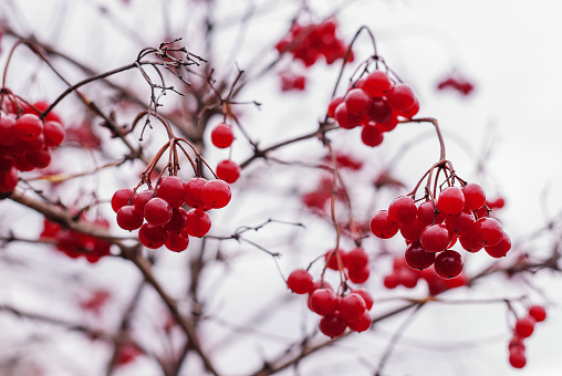Ripe viburnum berries on a branch in early winter.