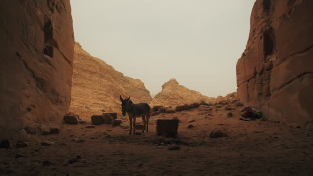 Lonely donkey tied up in the desert