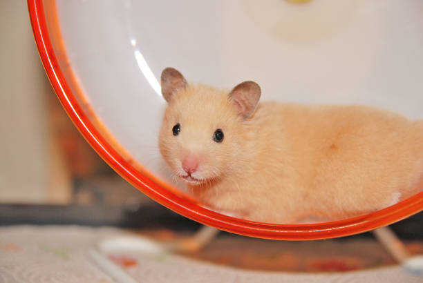 Golden hamster is on a wheel