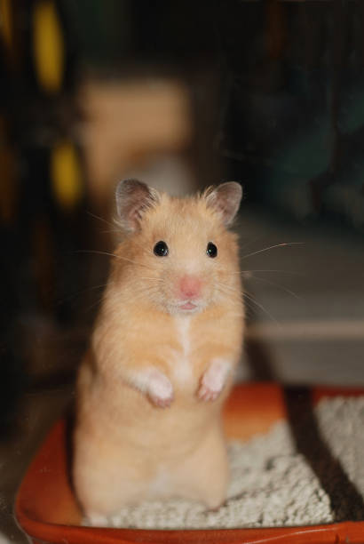 istock Golden hamster stands up and strikes a cute pose 2148469114