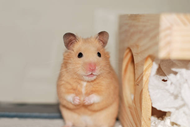 istock Golden hamster stands up and strikes a cute pose 2148469117