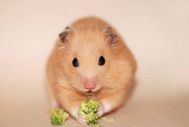 istock Golden hamster is eating broccoli 2148469135