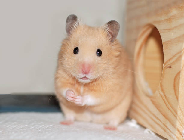 istock Golden hamster stands up and strikes a cute pose 2148469145