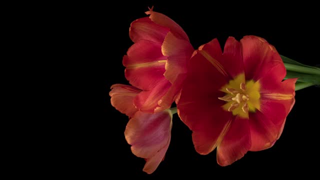 Beautiful orange tulip flowers opening on black background. Vivid colorful bouquet of spring flowers.