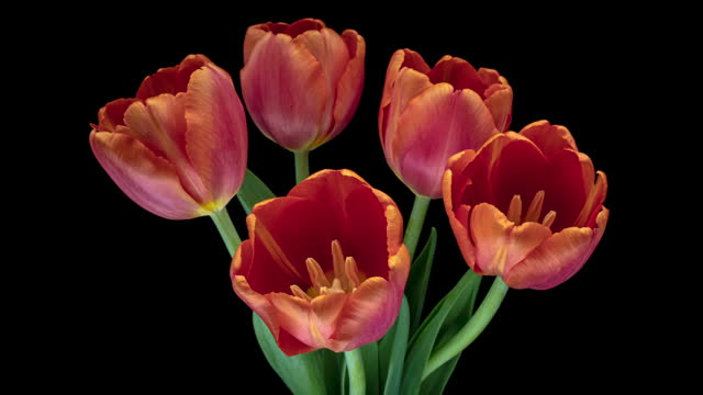 Beautiful orange tulip flowers opening on black background.