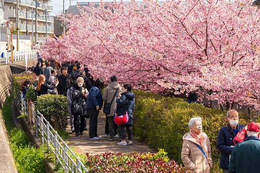 Fushimi-ku, Kyoto, Japan - March 11 2024 : People enjoying kawazu cherry blossoms in the Yodo Suiro Waterway.