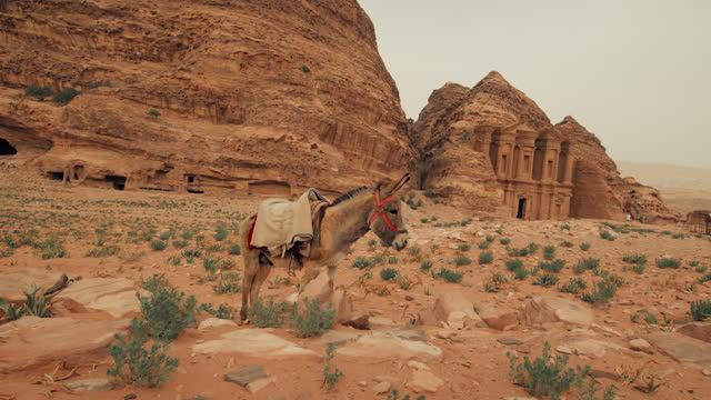 Tied donkey in the desert