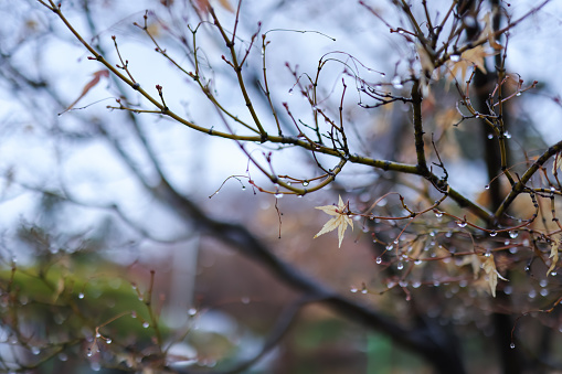 It looks like raindrops are formed on the branches of spring
