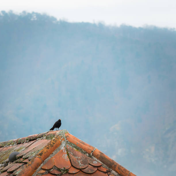 Blackbird, Turdus merula, Male