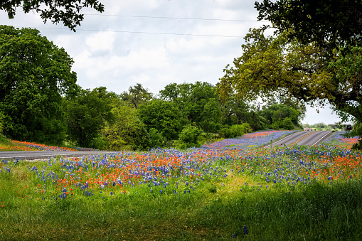Texas is bursting with colorful, gorgeous, wildflowers in every nooks and crannies every spring. It's a favourite destination for nature lover conservation. Everywhere you look is like an impressionist painting.