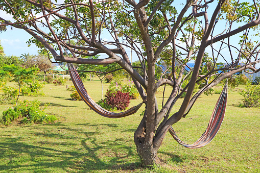 Pair of Hammocks Hanging under the Trees, Pacific Coast of Easter Island, Chile, South America