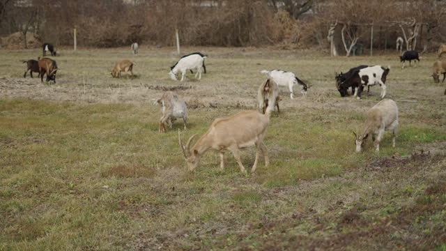Several goats eating grass on an esplanade