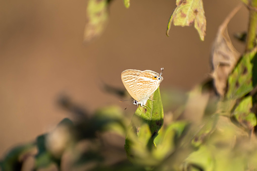 A delicate Pea Blue butterfly is captured in a serene moment, perched gracefully on the edge of a withered leaf against a softly blurred background.