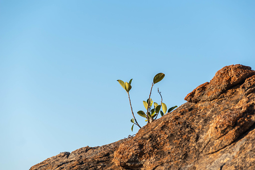 A resilient young plant emerges from a crack in a barren rocky surface, reaching towards the vast blue sky above.
