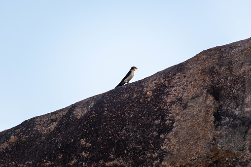 A Wire Tailed Swallow sits on top of a substantial rock in the picturesque town of Shravanabelagola.