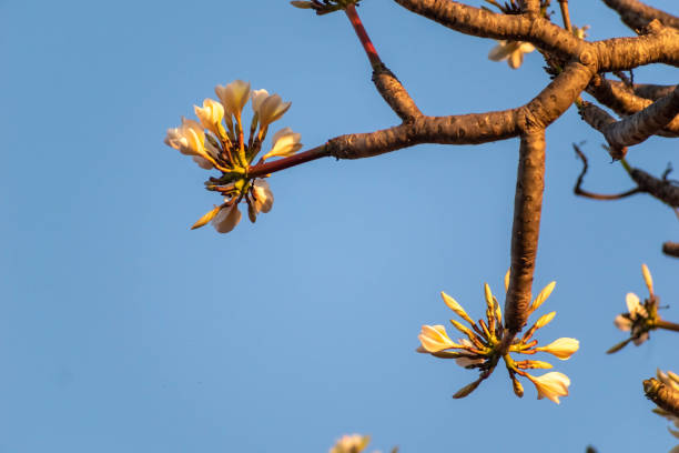 A close-up shot capturing the delicate beauty of yellow and white plumeria flowers illuminated by sunlight with a vibrant blue sky in the background.