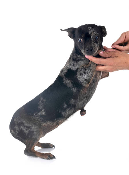 istock chihuahua with tumor 2148473825