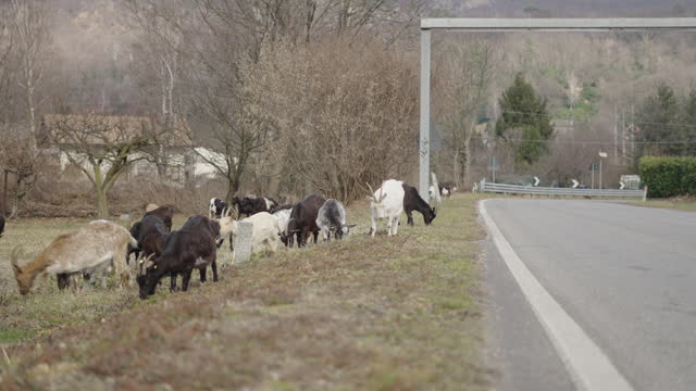 A flock of sheep walks along the roadside