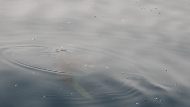 sun fish mola mola near sea surface eating velella velella slow motion