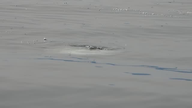 sun fish mola mola near sea surface eating velella velella slow motion
